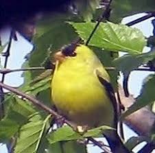 Birds Of Eastern Washington State American Goldfinch Washington State Parks Evergreen State Washington State