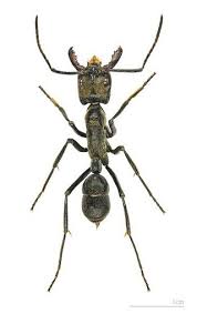 Weekend Nightmare Fuel The Biggest Crawling Animals On Earth Crawling Animals Ants Animals