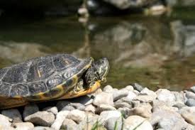 Schildkröten zählen zu den tieren, die keinen winterschlaf abhalten, sondern in eine winterstarre verfallen. Wasserschildkroten Und Winterschlaf Tierklinikennet