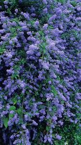 Or many years they have readily available for sale by post and now catalogues are usually. Ceanothus Cascade Californian Lilac Cascade For Sale Uk California Lilac Cottage Garden Plants Flowers Perennials