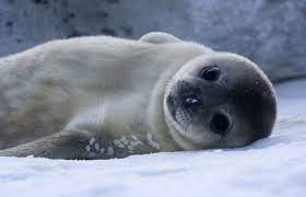 In a second there'll be the biggest mistake of this dog. 4 Cute Animals To Look Up For A Quick Pick Me Up