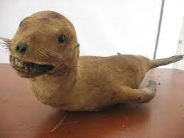 Hilariously Bad Taxidermy Leenks Com Taxidermie Ratee Taxidermie Humour