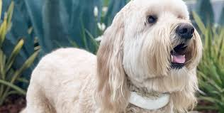 Raising the Woof: Plano-Based Halo Completes Series B with $400M Valuation  » Dallas Innovates