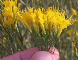 Image result for Tacazzea rosmarinifolia