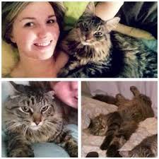 Lost Cat in Eubank Area, Somerset/Pulaski Co, KY