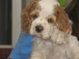 Today the cavalier king charles spaniel puppy for sale will often be brought by those who are unaware of the serious inherited diseases associated with the breed. Cocker Spaniel Puppies In Georgia