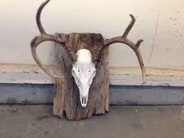 We did not find results for: European Mounted Deer 10 Steps Instructables