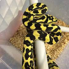 Starpythons On Instagram German Bloodline Jungle Carpet Python Carpetpython Python Reptile Snake Blackandyellow Pet Snake Snake Lovers Snake