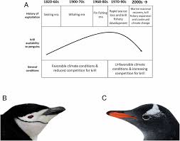 Adélie penguins (phygoscelis adeliae) have lived in antarctica for millions of years. Divergent Trophic Responses Of Sympatric Penguin Species To Historic Anthropogenic Exploitation And Recent Climate Change Pnas
