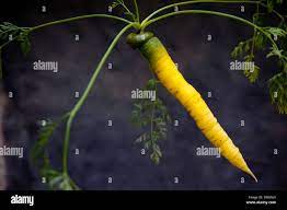 Carrot with top, penis shape Stock Photo - Alamy
