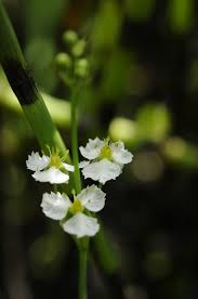 Image result for Caldesia parnassifolia