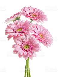 Pin On Flowers