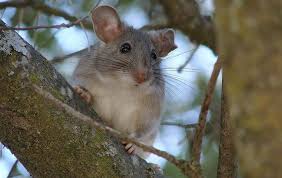 Neotoma Macrotis Big Eared Woodrat Cute Rats Mammals Animals