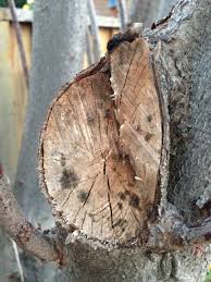 Although the black knot fungus will not cause the trunk to rot, the cracks from the infection can let in other wood rotting fungi. Plum And Prune My Plum Tree Seems To Be Dying How Can I Save It