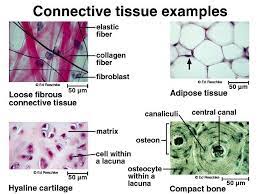 Like to the timber framing of a house, the connective tissue provides structure and support throughout the body. Embryonic Connective Tissue Connective Tissue Proper Specialized Connective Tissue Science Online
