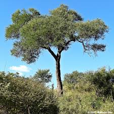 Image result for Boscia albitrunca