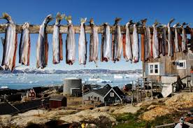 The diet that is present in greenland is generally focused around main ingredients that include many people in greenland still rely on hunting as their main source for food and continue hunting traditions. Food In Greenland What Do They Eat In Greenland 2021 Guide
