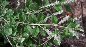 Image result for Aloysia