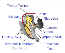 The middle ear contains a chain of three tiny bones—the auditory ossicles, which are the smallest bones in the human body. Evolution Of Mammalian Auditory Ossicles Wikipedia