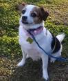 List of Popular Jack Russell Terrier Mixes with Pictures