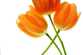 Orange flowers can add a bright pop of color to your garden, wedding bouquet or make a perfect gift. Three Orange Tulip Flowers 4 Photograph By Charline Xia