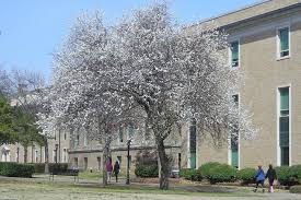 Pin By Susan Mcginn On Places I Love Austin College College Campus Vacation Trips