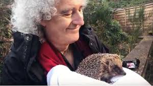 Saving Britain's Hedgehogs