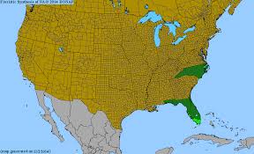 Image result for Crossopetalum