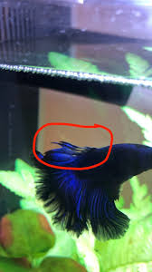 Help Betta Fin Rot Or Fin Loss My Aquarium Club