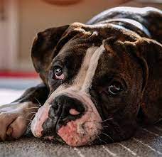 Why Your Dog Smells Like Fish