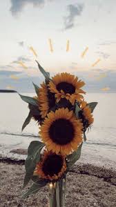  Der Weg Zum Erfolg Ist Nicht Gerade Es Gibt Eine Kurve Namens Failure Eine Schleife Namens Confusion Sunflower Wallpaper Nature Photography Flower Wallpaper