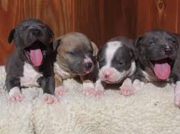 The dog food manufactures are making a fortune selling dog food that is not fit for consumption. Feeding Tips For Your Pit Bull Puppy Pet Blog Dogs Cats Fishes And Small Pets Blog
