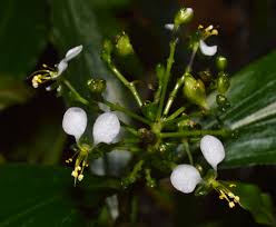 Image result for Aneilema