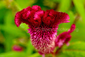 Common Name Feather Celosia Cockscomb Botanical Name Celosia Spicata Family Amaranthaceae Order Caryophyllales Or In 2020 Herbaceous Perennials Flowers Perennials