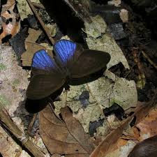 Chloreuptychia Agatha Butterfly Photos Beautiful Butterflies Beetle Insect