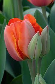 Pin By Karin Aus Wien On Madfortulips Rose Flower Pictures Tulip Flower Pictures Pansies Flowers