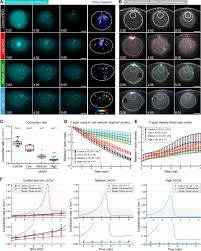 A Disassembly-driven Mechanism Explains F-actin-mediated Chromosome  Transport In Starfish Oocytes | ELife