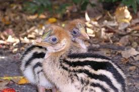 Very Cute Cassowary Chicks In The Daintree Rainforest Pic By Nancy Low Cassowary Daintree Rainforest Australian Wildlife