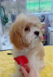 10% off Our Valentines Spa Treatment this week, when you book online, for a  Full groom or a Bath and Brush! ❣️🐩❣️ Please add