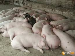 Oricare detalii si informatii ce se doresc a fi aflate, la numarul de telefon 0740 751 318 nu raspund la mesaje! Porci De Carne Crescuti Ecologic Hobby Zoo Ro