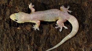 Maybe you would like to learn more about one of these? Cicak Dirumah Kalian Mengganggu Ini 5 Cara Mengusir Cicak