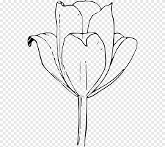 Jika benar, maka anda harus tapi sebelum masuk ke koleksi gambar mewarnai bunga tulip di akhir artikel, kami juga akan menjelaskan kepada anda sebagai orang tua, tentang. Buku Mewarnai Garis Gambar Seni Desain Bunga Tulip Tulip Putih Anak Png Pngegg