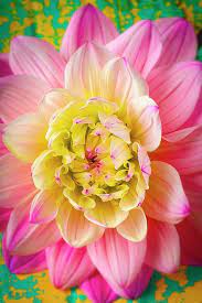 Pin By Isabel Tavares On Beautiful Flowers Flower Painting Beautiful Flowers Dahlia