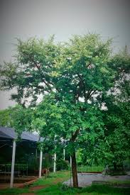 Image result for Acacia montigena