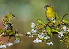 We did not find results for: Little Birds Branches Flowers Twig Birds Hd Wallpaper Peakpx