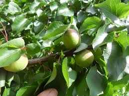 Try florida prince peach for peaches in even low elevation areas in hawaii. Forum Low Chill Apricot Variety Availabilty