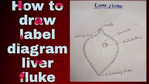Liver flukes are an important cause of acute and chronic disease in grazing sheep and cattle. How To Draw Liver Fluke Label Diagram Biology Diagram Sr Zoologist Youtube