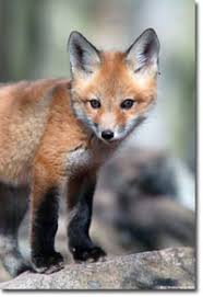 The Red Fox