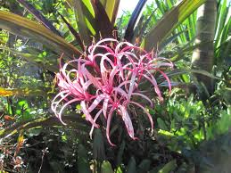 Image result for Crinum aurantiacum