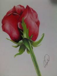 Drawing a rose with colored pencils. Realistic Color Rose Drawing Steemit